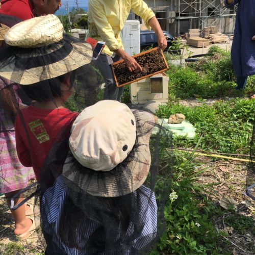 こどもと一緒に学ぼう！沖縄首里の新垣養蜂場3代目が教えるミツバチの世界